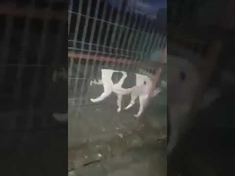 Hunde ML am Abend 05.11.2021 - New Home for Strays e. V.