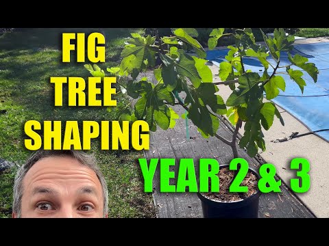 BEST Fig Tree Training Method: YEARS 2 & 3