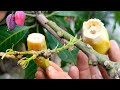 Unique Method, How To Graft Fruit Trees With Bananas | Natural Banana Rooting Hormone