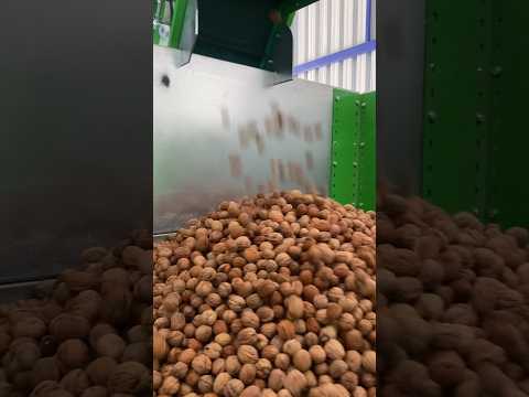 Kadıoğlu mx25p Katlı Ceviz Kurutma Makinesi