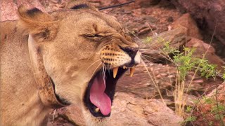 Young Lioness Saved from Angry Villager | BBC Earth
