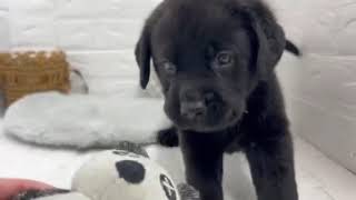 ラブラドールレトリーバーの動画01