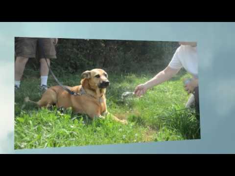 OZZY, an adopted German Shepherd Dog & Labrador Retriever Mix in Linden, NJ_image-1