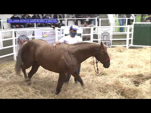 Remate de Cabaña "La Reforma" de Zeberio  Hnos.