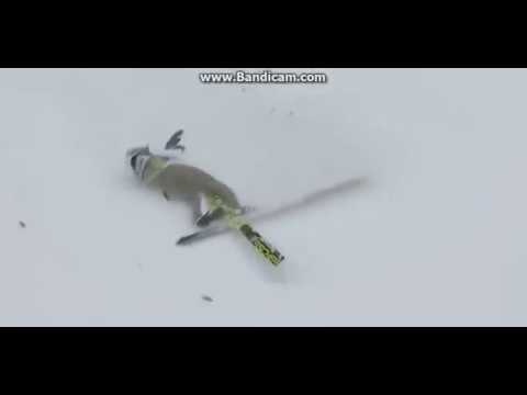 Kamil Stoch UPADEK 127 m Innsbruck 04 01 2017[ Kamil Stoch ]