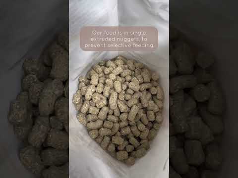 What to Feed Your Hamster | Ideal Hamster Diet | Science Selective Hamster Food | Hamster Nutrition