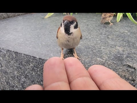 久しぶりのカワ子ちゃん　【すずめ日記】