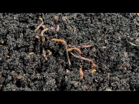 Options for Breeder Bins That Have Gone Way Past Their Breeder Cycle Length