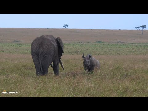 Black rhino vs elephant