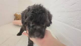 トイプードルの動画01