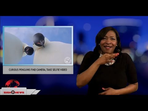 Curious penguins find camera, take selfie video (ASL - 3.9.18)