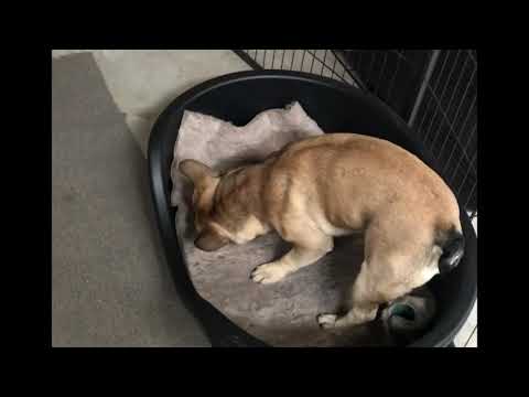 Snacktime uitlaatservice kersten april 2020