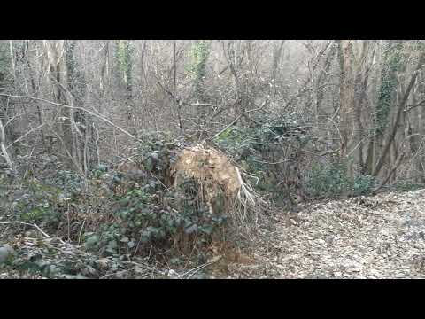 Notizie sulla situazione ecologica della polveriera di Racchiuso  - #2