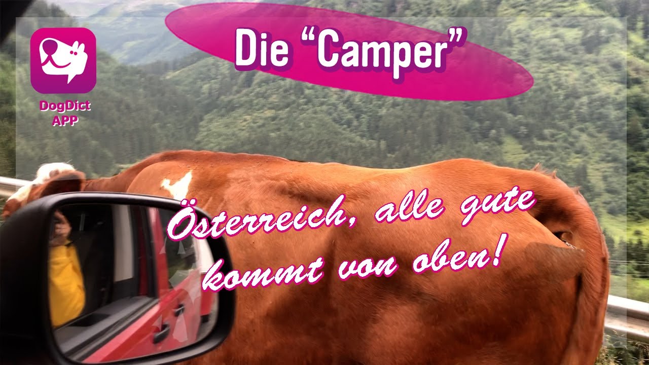 Folge 61: Die Camper | Kühe im Weg
