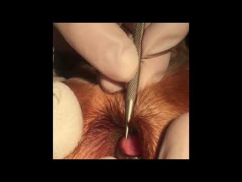 Flush the nasolacrimal duct in the dog
