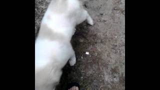 preview picture of video 'Zeus the great pyrenees about 16 weeks old'