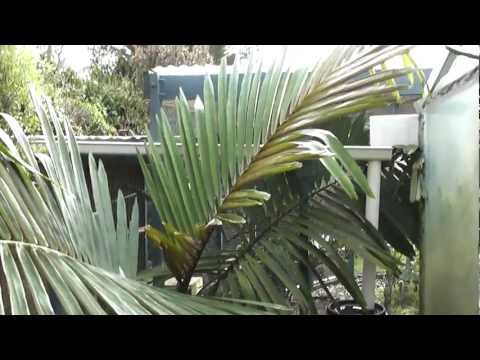 Arenga micrantha Palm