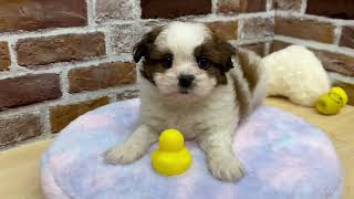 ハーフ犬の動画01