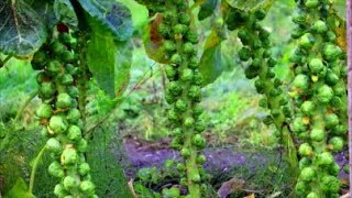 How to Grow Brussel Sprouts from Seed Free from Club Root