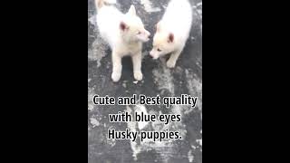 Sakhalin Husky Puppies Videos