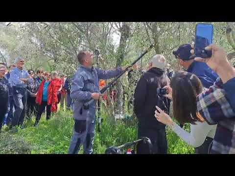 Rezidba maslina, kako ju obaviti i koji je najveći problem?