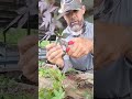 Japanese Maple Cuttings