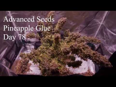 Advanced Seed Banks video