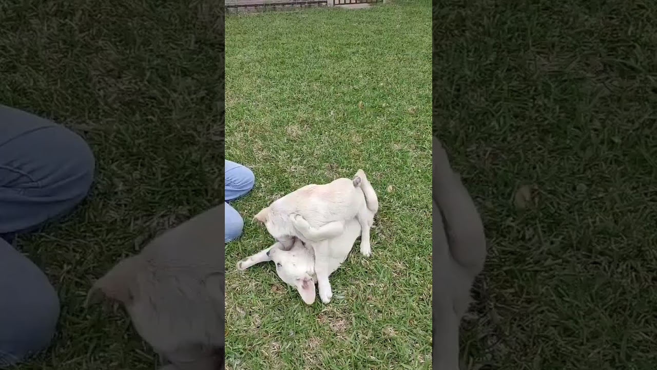 Enlarge Marshall, an adopted Labrador Retriever in Tacoma, WA video 6/6