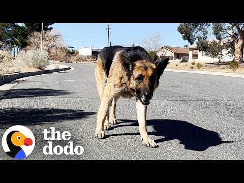 Abandoned German Shepherd Is SO Relieved To Be In A Home Again | The Dodo