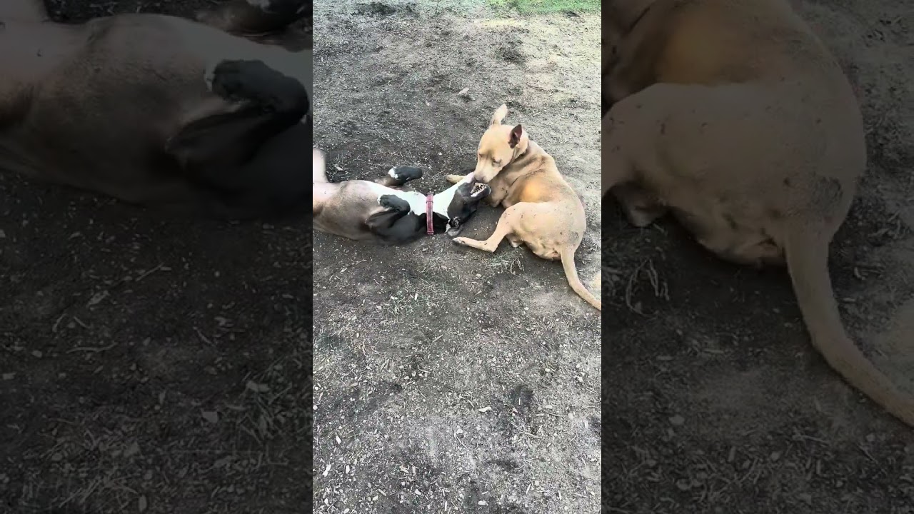 Enlarge Ivy, a Adoptable mixed breed in Newport, NC video 5/5
