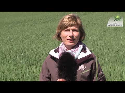 116. Feldexkursion: Getreide und Mais - NU Agrar, 01.05.2019