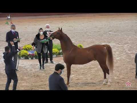 N 118 MP RITZIUS   Italian Nationals 2020   San Giovanni In Marignano   Stallions 10+ Years Old Clas
