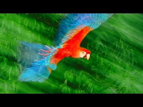 【TED】Frans Lanting: Photos that give voice to the animal kingdom