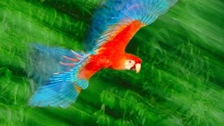 Photos that give voice to the animal kingdom | Frans Lanting