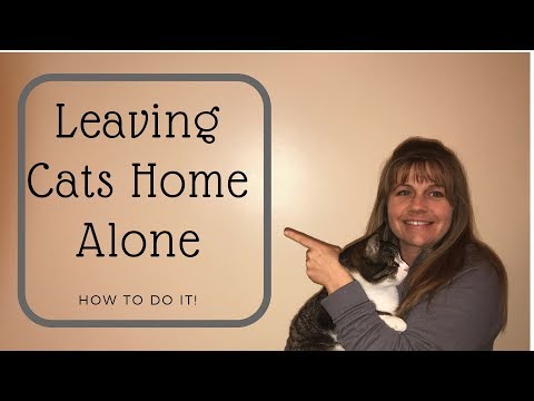 Leaving Cats Home Alone - What You Need to Know