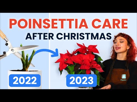 What To Do With Poinsettias After Christmas? 🔔 Houseplant Care Tips | how to prune, grow and bloom