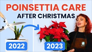 What To Do With Poinsettias After Christmas? 🔔 Houseplant Care Tips | how to prune, grow and bloom