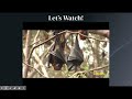 Bird vs. Bats Lesson and Sort