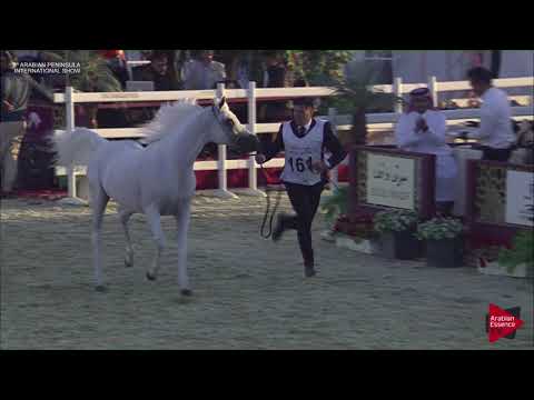 N.161 BASHIR AL RAYYAN - 2019 Qatar Int. Peninsula show - Stallions 11 Years old (Class 11-12)