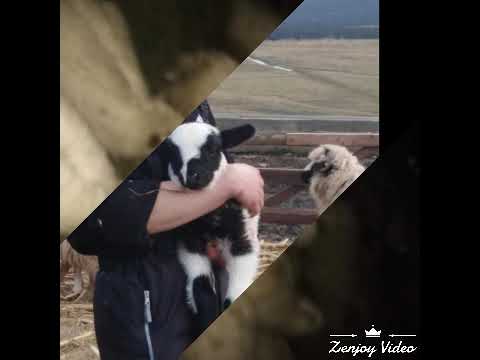 Oile lui Liviu din sarmasu județul Mureș