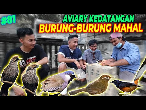 #EPS81 DEHAKIMS AVIARY | CUCAK ROWO, POKSAI, WAMBI, MURAI MASUK KE AVIARY. KURANG APALAGI YA..???