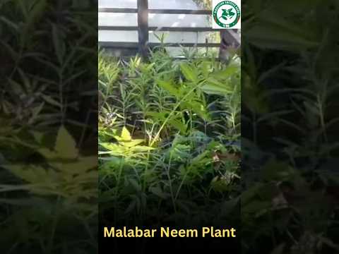 Malabar Neem Plant