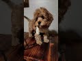 Cavapoo dogs for sale: Hershey - Video 2