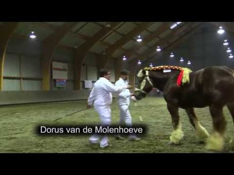 Belgian Draft Horses-top stallions of 6 years old-stallion approval 2014