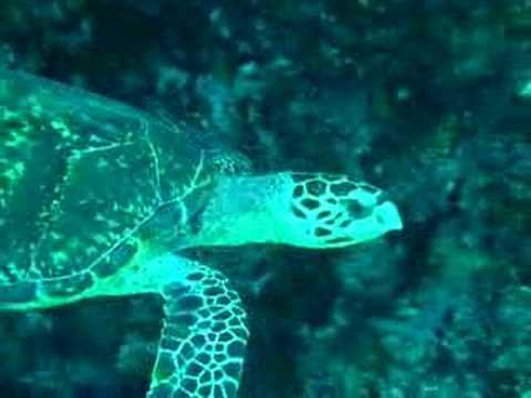 tartaruga maldive khiaad