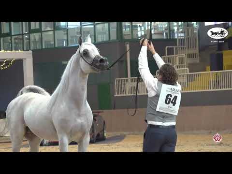 N 64 SHAHEEN AA   Straight Egyptian World Championship 2021   Stallions 4+ Years Old Class 6A