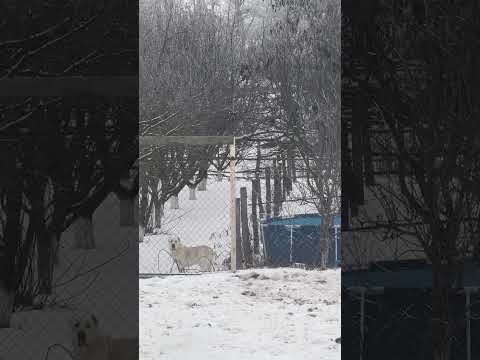 Послушный мальчик..)