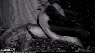Nighttime Glimpse of New Albatross Nestling "Kalama" January 26, 2017 — Kauai Laysan Albatross Cam