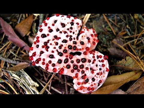 Most Bizarre Plants and Weirdest Fungi
