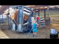 HOOF TRIMMING BIG BULLS Bye Bye WOPA 51 The Hoof GP